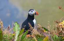 Puffinok